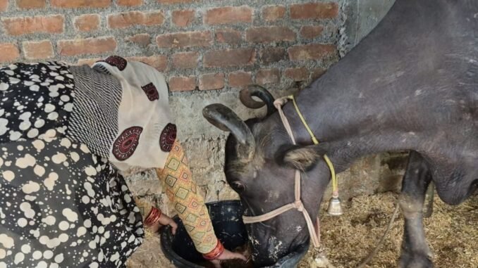 Buffaloes On Paper, Cream In Power: Scheme Meant For Tribals Milks The System