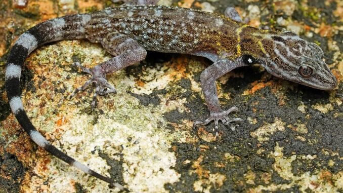 Survey finds eight new species in herpetofauna survey at PTR
