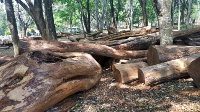 Tamil Nadu government decides not to extend Rosewood Conservation Act