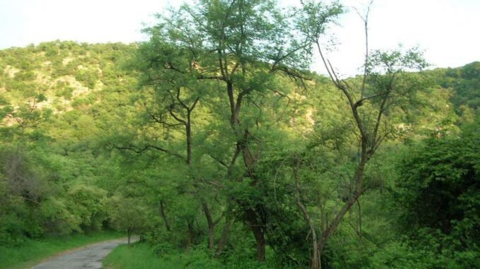Congress takes dig at BJP’s ‘Alwar double engine’ over plan to ‘redraw’ Sariska reserve’s boundary