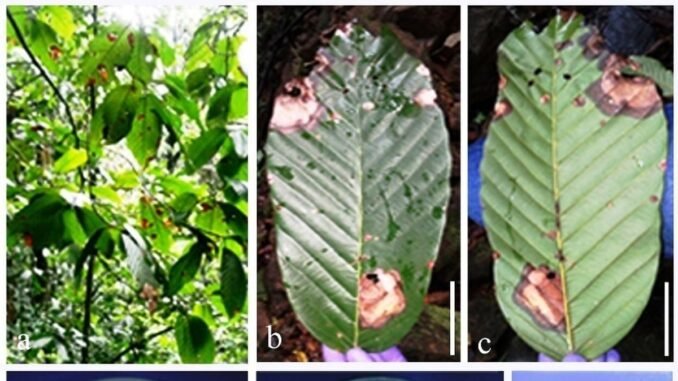 Deadly fungus threatens endangered Western Ghats tree