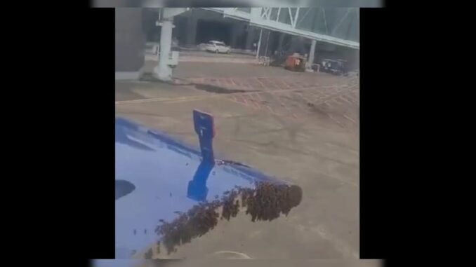 Bees Delay Surat-Jaipur IndiGo Flight. Fliers Wait As Fire Engine Called In
