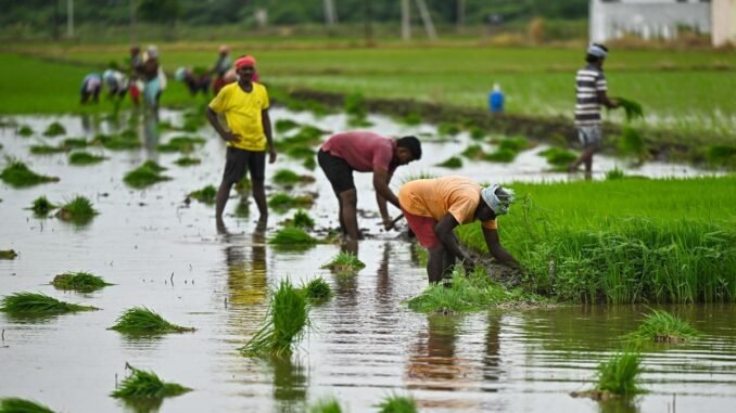 Andhra Pradesh records 52% kharif sowing amid rainfall deficit